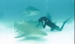 Un photographe évite un requin tigre