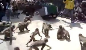 Des centaines de singes deviennent fous dans un zoo après le chariot de bouffe !