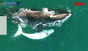 Australie: un baleineau blanc rarissime filmé par un drone