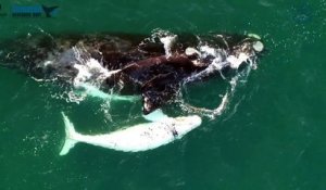 Australie: un très rare baleineau blanc filmé par un drone
