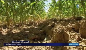 Météo : les restrictions d'eau inquiètent les agriculteurs