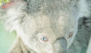 Un Koala relâché dans la nature avec deux yeux de couleurs différentes !