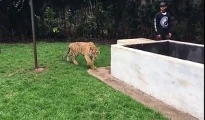Faire peur à un tigre