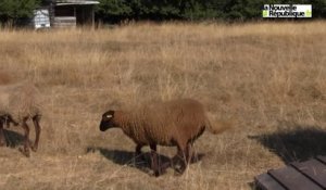 VIDEO (41) Des brebis pour "tondre" la réserve à Marolles