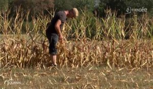 Climat : La canicule ravage les champs de maïs (Vendée)