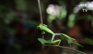 La grenouille aux yeux rouges menacée trouve refuge au Nicaragua
