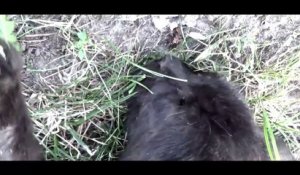 Parodie du sauvetage d'un chaton par des pompiers russes