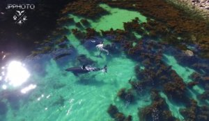 2 orques nagent et chassent ensemble en nouvelle zélande filmés par un Drone