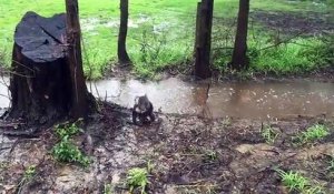 Suite à des inondations, un jeune koala sauvage se retrouve perdu !