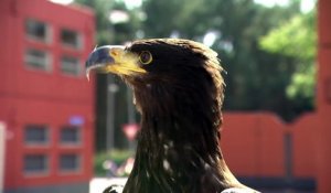 Des aigles entraînés pour anéantir des drones !