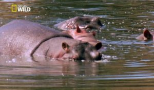 La bataille des hippos