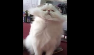 Un chat aux poils majestueux surkiffe le sèche-cheveux !