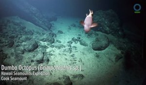 Exploration d'un volcan sous-marin et découverte de sa biologie