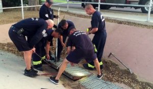 Un pompier tombe sur une maman canard devant un caniveau, regardez ce qu'elle attend