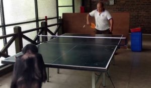 Un chimpanzé joue au ping-pong avec un humain !