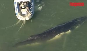 Prise au piège dans un filet de pêche, cette baleine échappe de peu à la mort