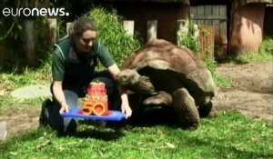 Perth Zoo tortoise still partying at 50