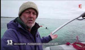 Australie : des plongées pour observer les lions de mer