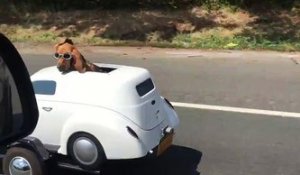 T'as déjà vu un chien conduire une voiture!