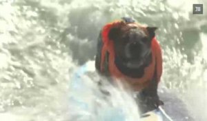 Californie : compétition de surf pour chiens