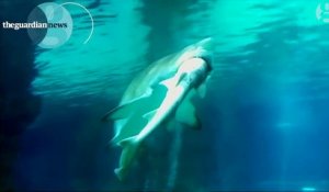 Un requin dévore un congénère dans un aquarium en Corée