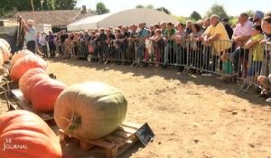 Agriculture : La Fête de la citrouille 2016 (Vendée)
