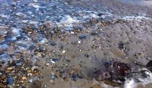 Carcasse d'une sirène sur une plage (Angleterre)