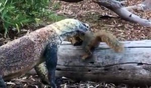 Un écureuil est attrapé et mangé cru par un dragon de Komodo au Zoo de San Diego