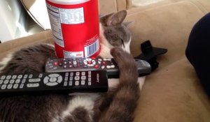 Ce Chat Est Allergique A Lui Meme Il Se Leche Et Eternue Sur Orange Videos