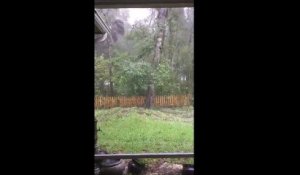 Un arbre déraciné en 2 secondes par la puissance extrême de l'ouragan Matthew