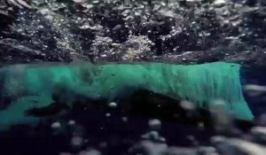 Un plongeur filme le saut hors de l'eau d'une baleine