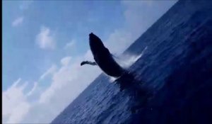 Cette baleine éclabousse des touristes en sautant à côté du bateau