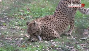 Comment le zoo de Thoiry fait sprinter ses guépards