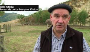 Menacé de disparition, le porc noir basque en pleine renaissance