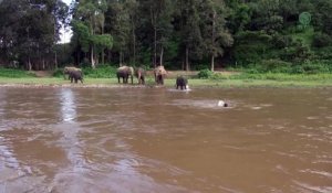 Un éléphant sauve un homme de la noyade