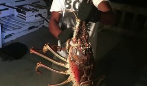 Pêcher un homard de 8kgs par erreur LOL