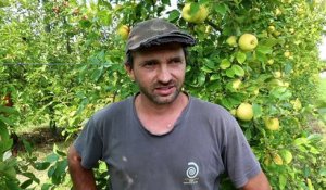 Agriculture bio : Cédric Catel, producteur de pommes à Aussevielle