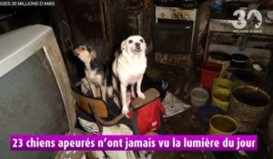 Bretagne : 89 animaux sauvés par 30 Millions d'Amis