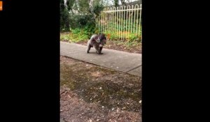 Croiser un Koala portant son bébé sur un trottoir en Australie... Normal !