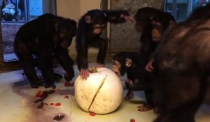 Des soigneurs offrent une citrouille à des chimpanzés