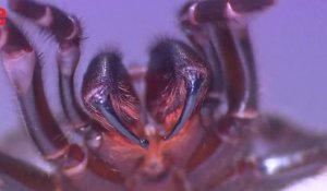 Un zoo australien lance un appel pour capturer des araignées vénimeuses