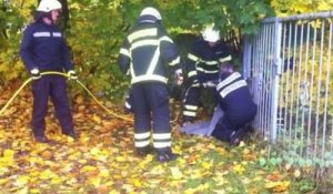 Un cerf coincé dans un portail, sauvé par des pompiers allemands !