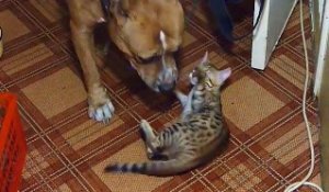 Un chien et un chaton bengal meilleurs potes c'est trop mignon
