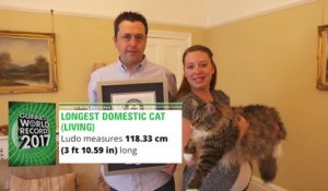 Le chat le plus long du monde : record battu!