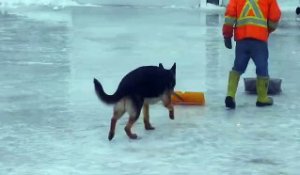 Un chien dressé à pelleter la neige... Adorable