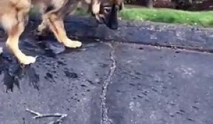 Adorable : ce chien fait tout pour arrêter l'eau de couler