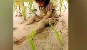 Une enfant s'endort dans la boue pendant que sa maman travaille dans la riziere
