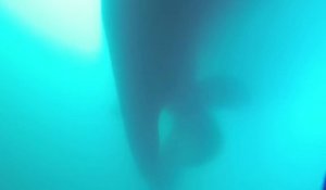Un plongeur voit soudainement un énorme cargo passer juste au dessus de lui