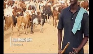 Magal : Convoi des milliers de bœufs Cheikh Béthio Thioune  vers Touba
