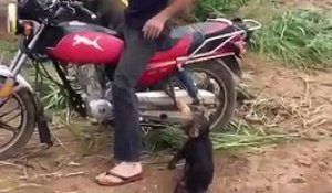 Ce singe pète un énorme caprice pour monter sur la moto